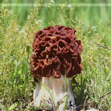 Did You Know? The False Morels || FACTS || TRIVIA