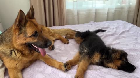 German Shepherd and Tiny Puppies [Cuteness Overload]