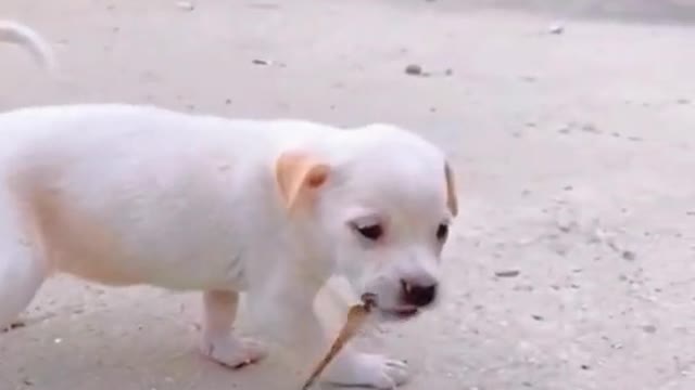 Dragonfly falls in love with a dog and is reluctant to leave