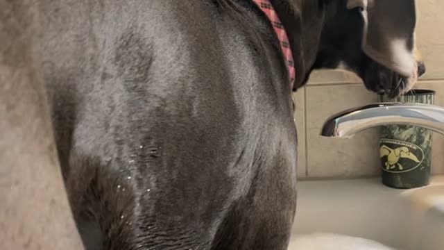 Great Dane Puppy Hops in Bathtub with Owner