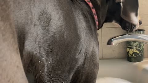 Great Dane Puppy Hops in Bathtub with Owner