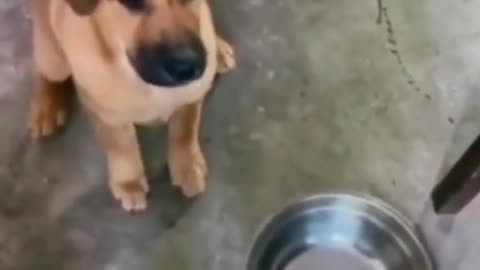 Funny hungry dogs