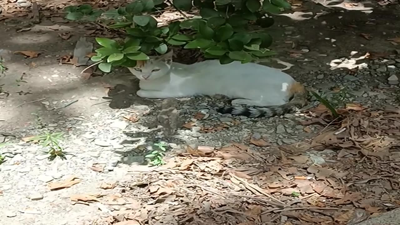 A cute and beautiful cat is resting