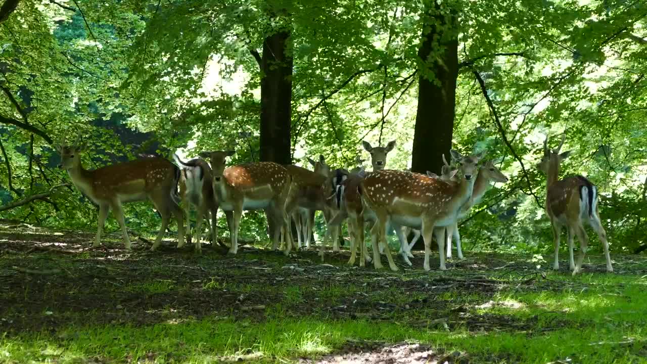 Herd of deer in the forest