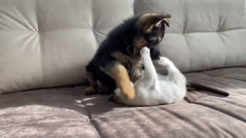 German Shepherd Puppy and Kitten Playing [TRY NOT TO LAUGH]