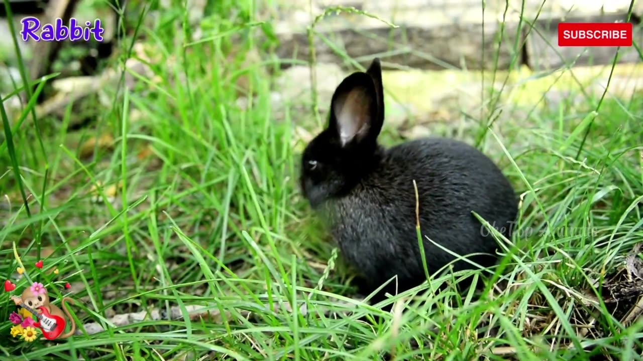 funny farm animal moments: horse, Duck, Chicken, Goat, Pig, Camel, Cat, Cow, sheep - animal sounds