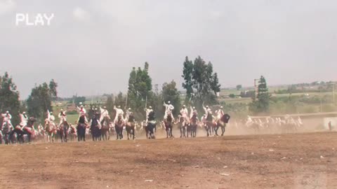 Moroccan Equestrian