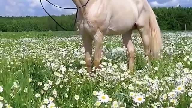 Beutifull horse