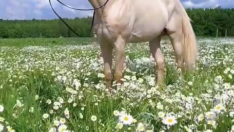 Beutifull horse