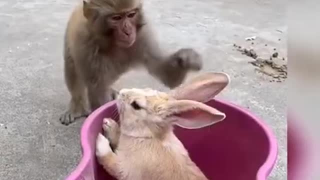 Funny video monkey