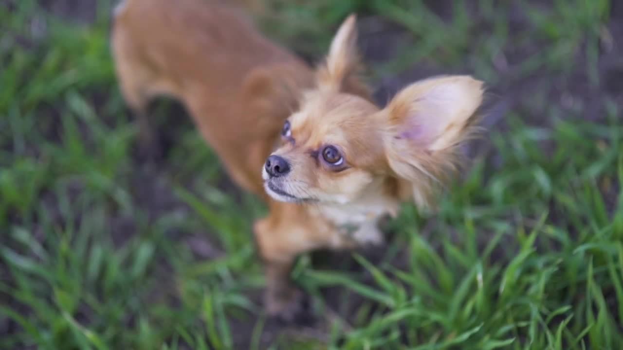 Adorable funny dog chihuahua walking in the green field. Beautiful little dog with big ears