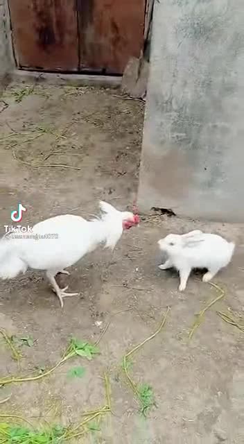 Rabbit fighting with tow chicken
