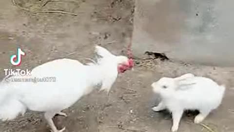 Rabbit fighting with tow chicken