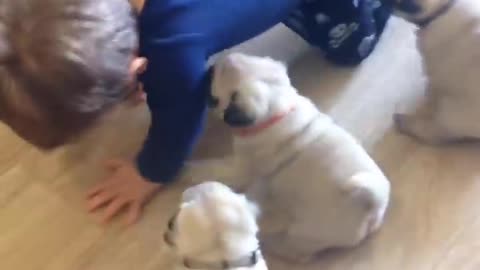 Cute Baby Dogs plays with children