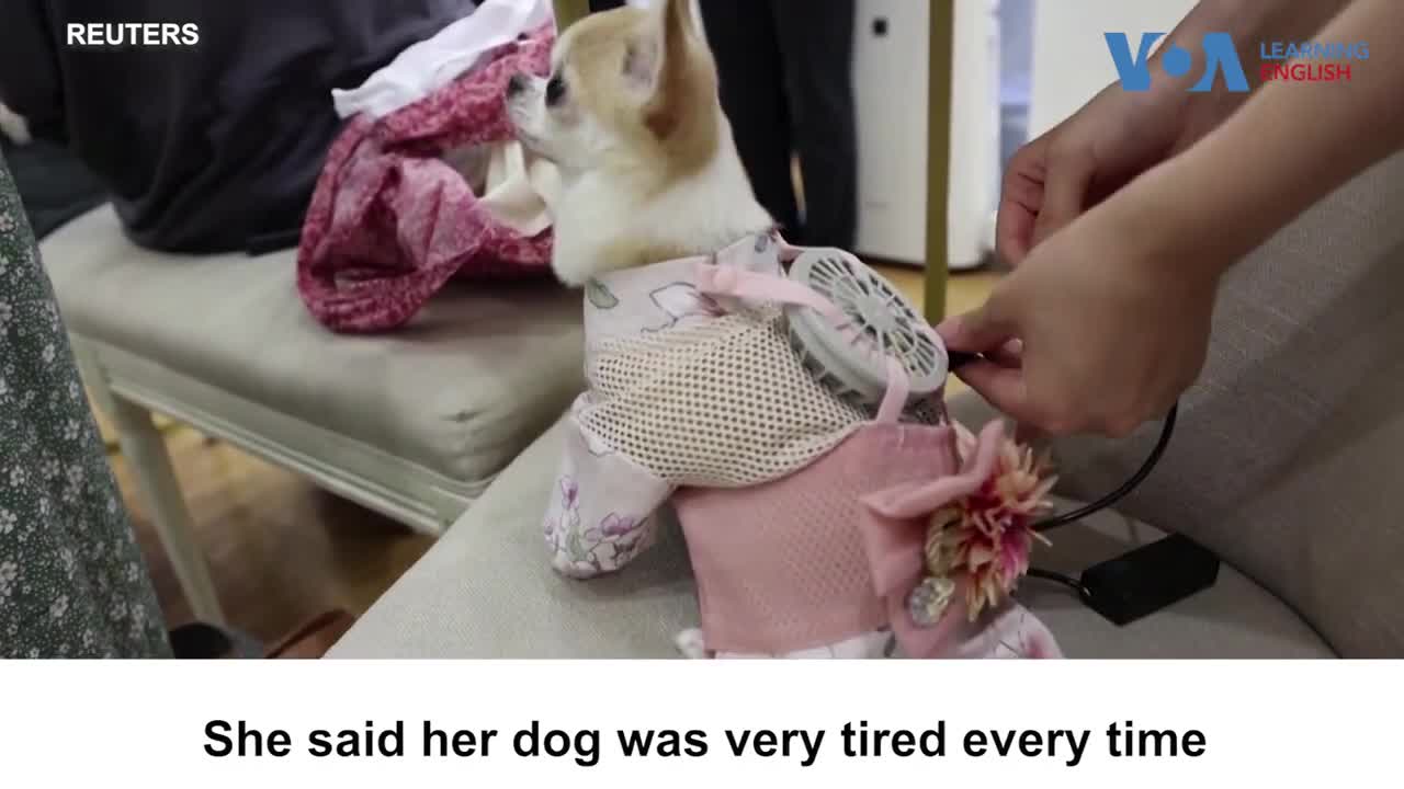 Dogs, Cats Get Wearable Fan to Beat the Heat in Japan