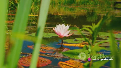 Blossoming Beauty, Top 10 Most Beautiful Flowers in the World
