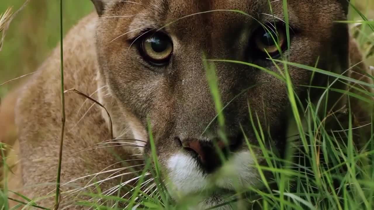 Lions is King But Fail! Mother Bear Save Her Baby From Puma Hunting, Giraffe vs Lions