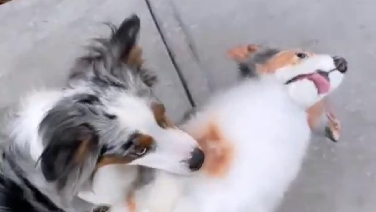 pets lover
