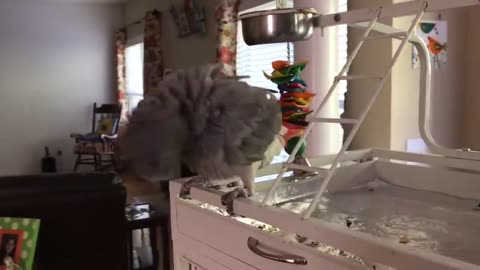 Funny Parrot going crazy 🐦😂 best of 2024