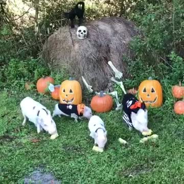 Familia de cerditos miniatura disfrutan la comida de Halloween