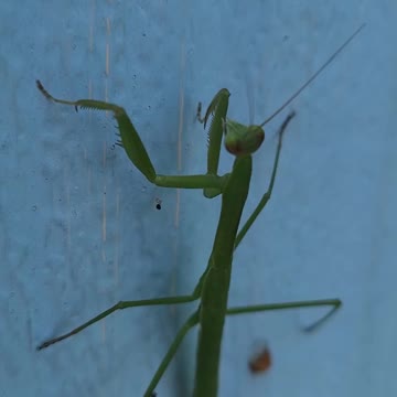 Praying mantis puts entenna in mouth