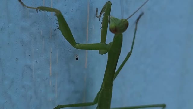 Praying mantis puts entenna in mouth