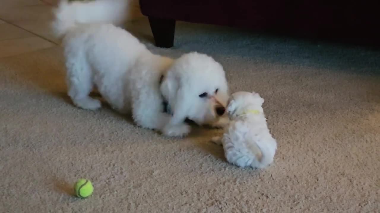 Daddy playing with his pups.Mrizhanwaqas143