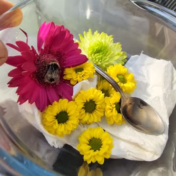 Rare Black Bumblebee delivered yesterday in our parcel from.Amazon