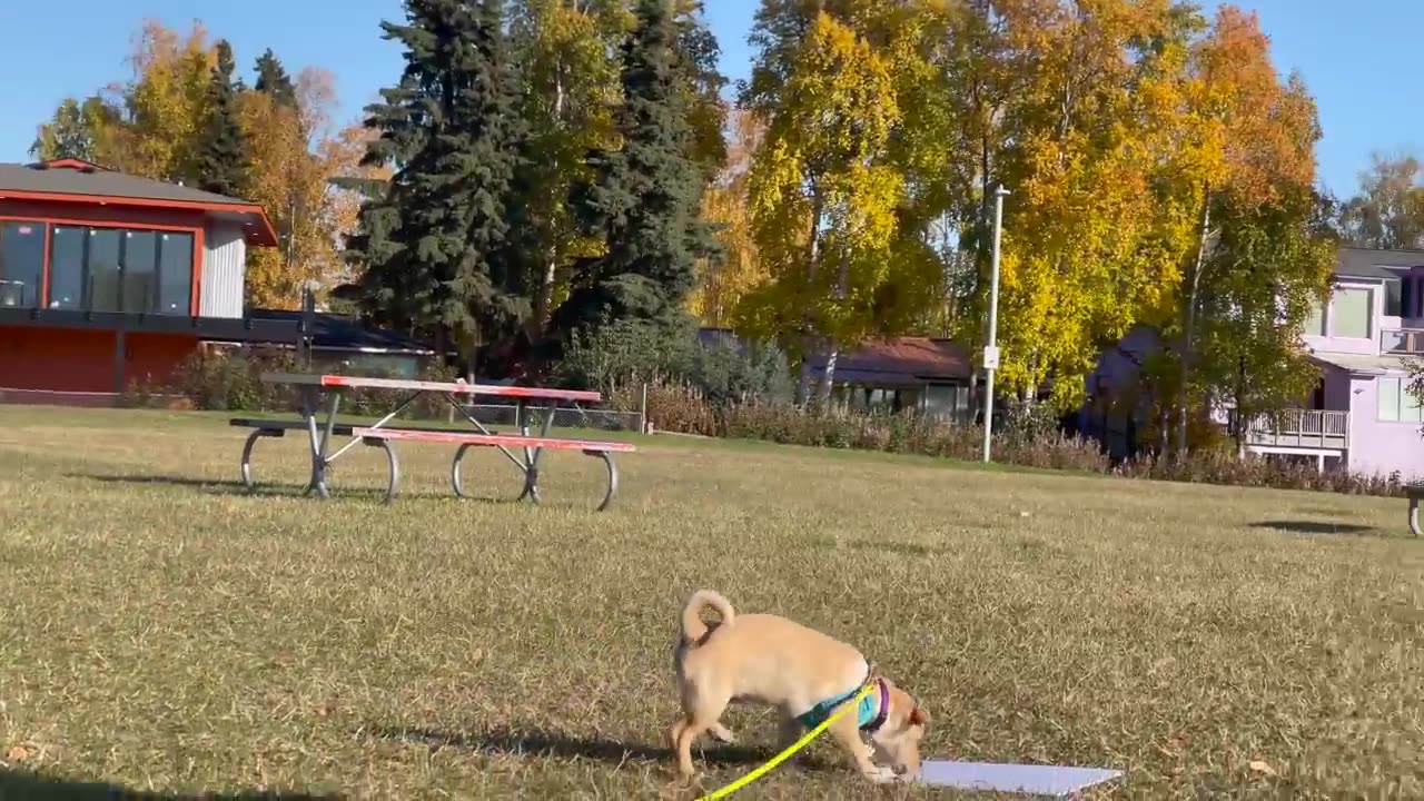 This 1 Tip will help you train 10 times faster! Reality Dog Training