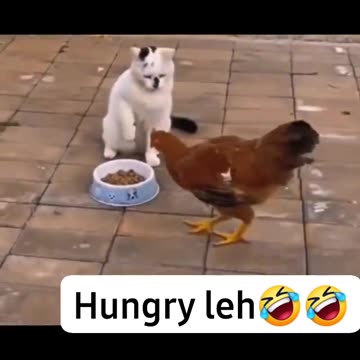 Chat 🐈 vs coq 🐓