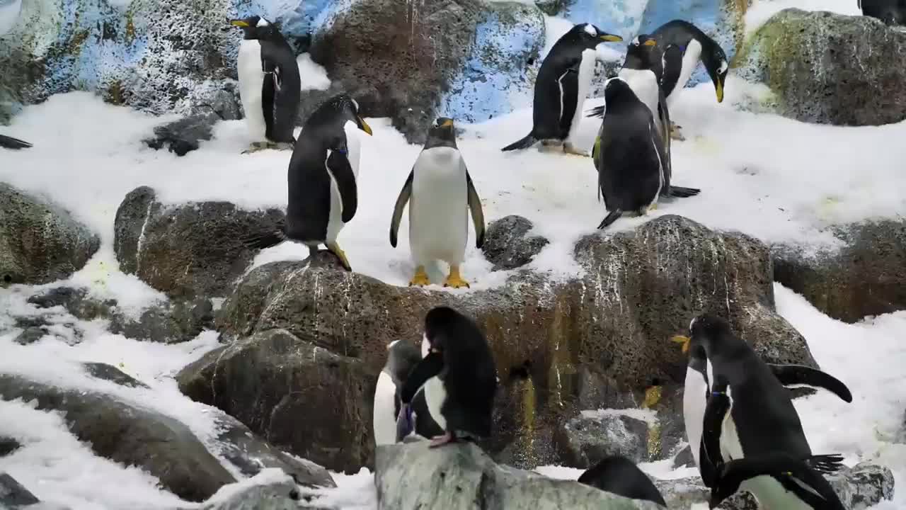 The Blackest Penguin in the World