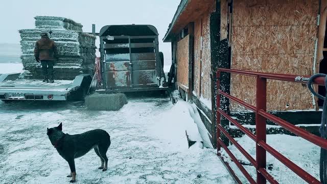 Feeding baby bison in a blizzard - 12152022