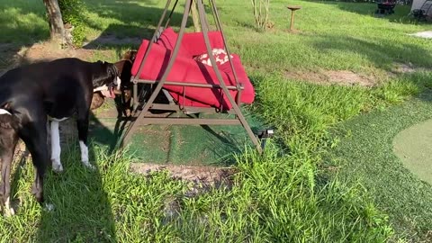 Pointer Dog's Happy Tail Points Lizard Out To Great Dane