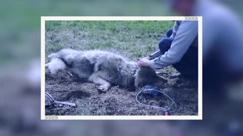 Man Saved this Wolf and her Cubs, but 4 Years later THIS happens...