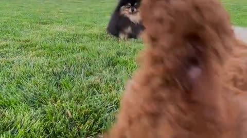 Cute puppies playing in the garden