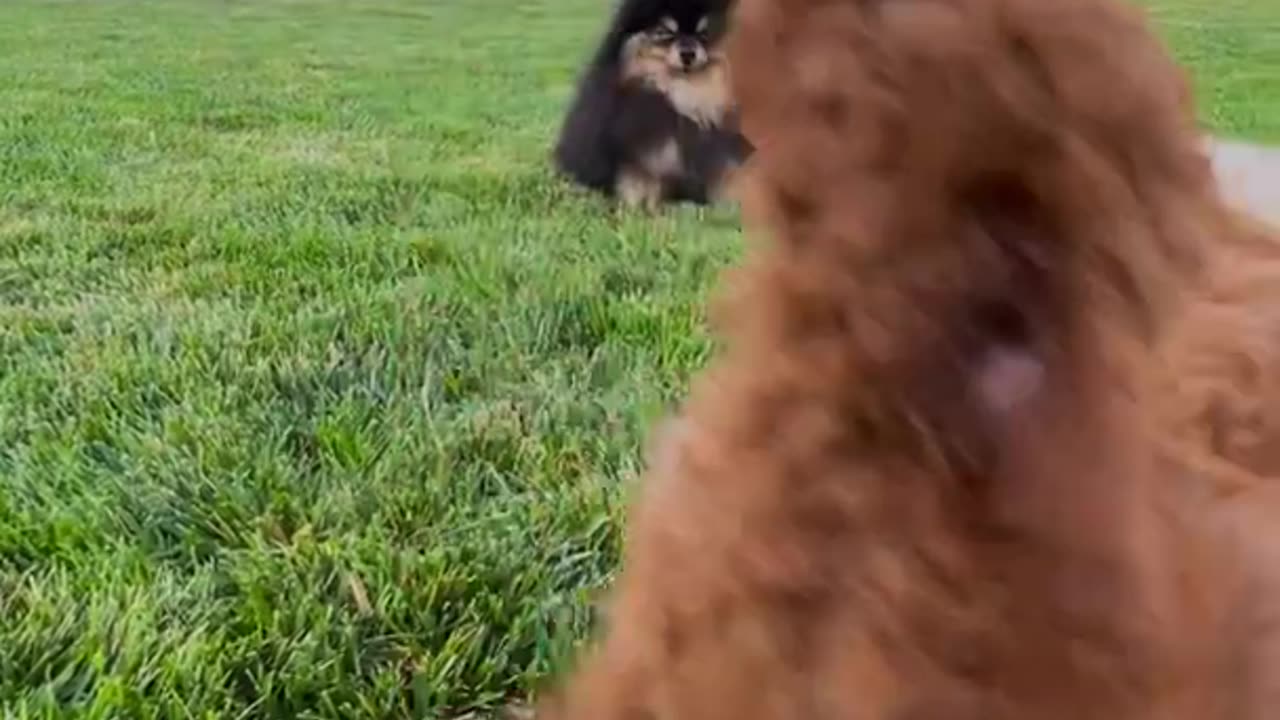 Cute puppies playing in the garden