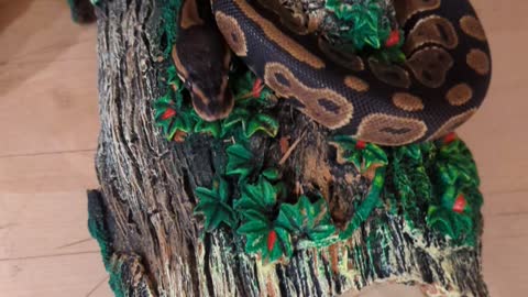 Royal Ball Python Investigating New Items