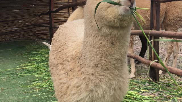 Baby Alpaca munching away to brighten up your day