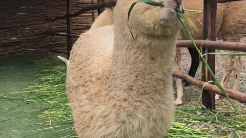 Baby Alpaca munching away to brighten up your day