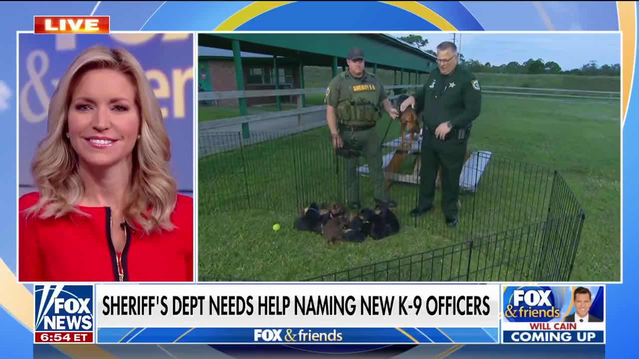 Florida Sheriff's office asks for help naming new K-9 puppies