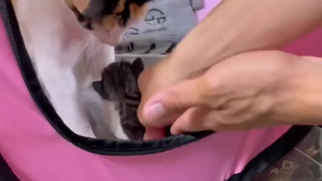 my kittens (những chú mèo con của tôi)#catlover #cats #cutecat #cat#shorts