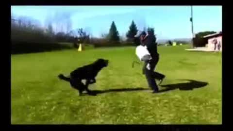 Dog catch thief's man