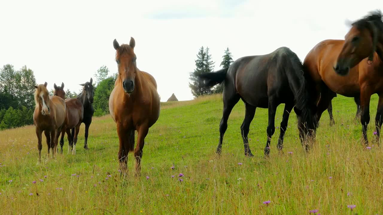 A herd of horses grazing on mountain pasture