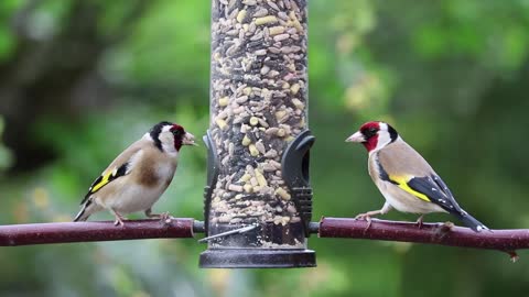 beautiful birds eating