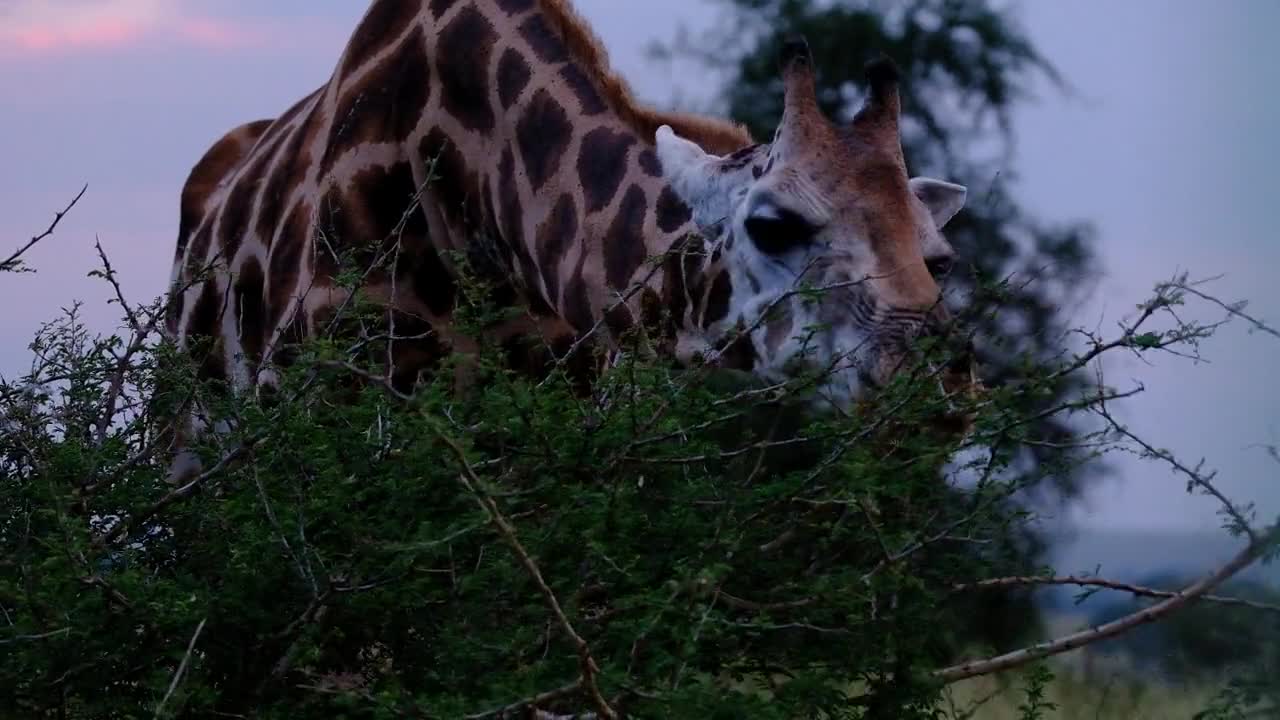 Giraffe eating grass