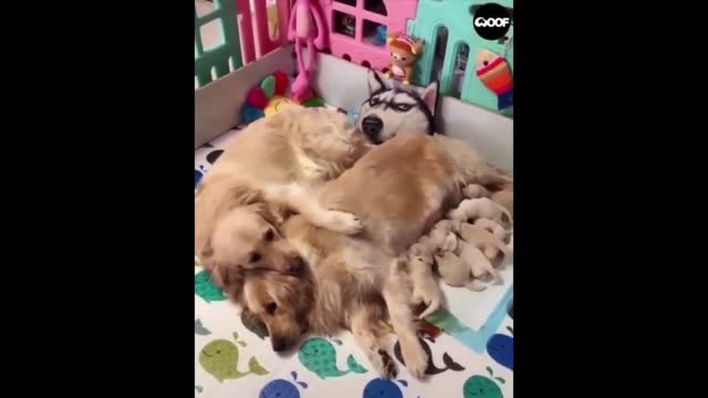 Funny and Cute Dogs Compilation