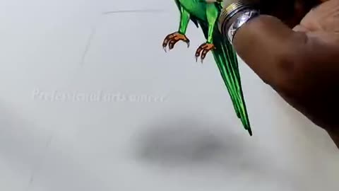 How to draw a 3d parrot