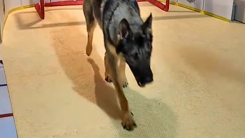 the animal goalkeeper