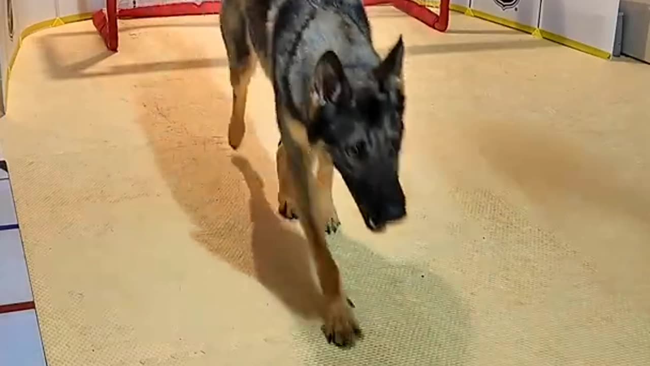 the animal goalkeeper