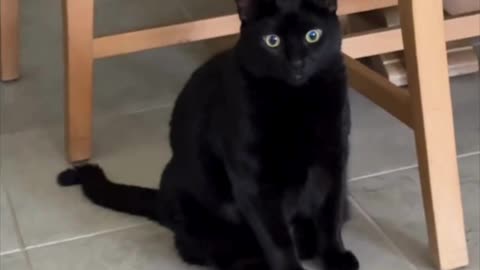 Adopting a Cat from a Shelter Vlog - Cute Precious Piper is a Bright Eyed Security Guard #shorts